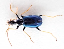 D92306. Insects, Carabidae sp. Vietnam North. 1900m