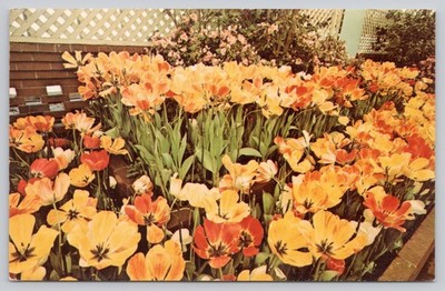Vintage Phipps Conservatory Postcard Pittsburgh PA Spring Tulip Flower Show