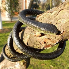 Realistic Rubber Snake, Lifelike Rubber Black Fake Snake Looks like Real Gag Gif