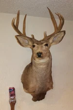 Large Mule Deer Head Mount Taxidermy Antler Cape Whitetail Log Cabin Decor