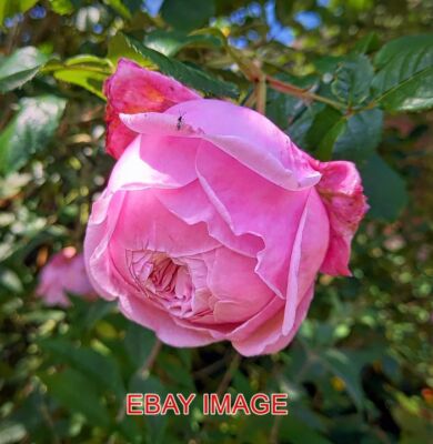 FOTO MEHR ALBA ROSE EINE NAHAUFNAHME DER ROSE JETZT FAST IN VOLLER BLÜTE. KLEINES WAS