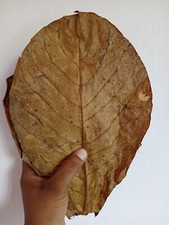 500g LARG Indian Catappa Ketapang Almond Leaves Tannins for Bettas, Aquarium