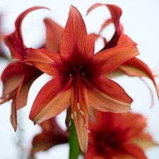 Easy to Grow Amaryllis Bogota Plant Bulb Indoor Holiday Outdoor Zones 9-11