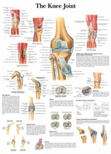 The Knee Joint Posters and Prints Human Anatomy Medical Wall Art Canvas Painting