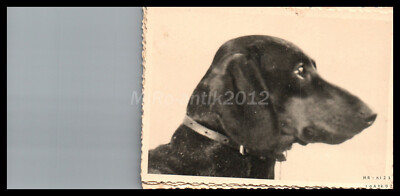 Photo, breed dog show Erzgeb., Schwarzenberg, typical Teckel heads 5026-1229