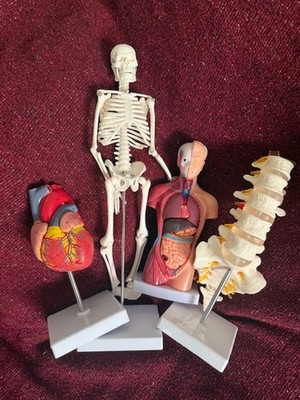 Lot of 4 Human Anatomy Models   Skeleton, Torso, Heart & Spine   Teaching Set