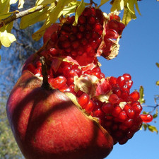 Pomegranate Seedss 100 pcs var. Bhagwa Punica granatum Grenadine