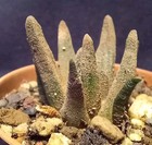 ARIOCARPUS SCAPHIROSTRIS from seed 3,5CM aztekium copiapoa euphorbia astrophytum