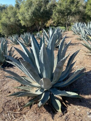 Ca Agave Americanas - bare root - different sizes available 