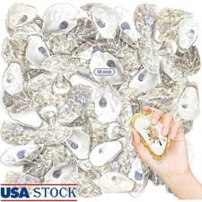 Natural Oyster Shells 60 Pcs Cupped Crafting Beach Decor Ornaments Projects New