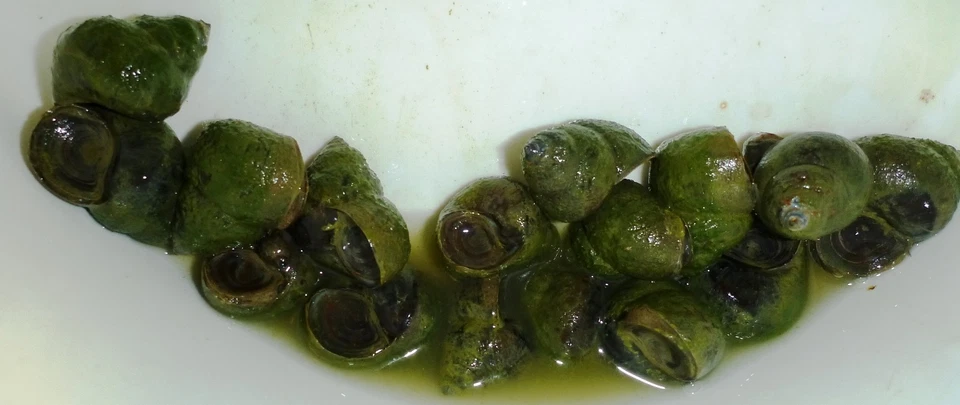 50-Lot Japanese Trapdoor snails algae eaters for koi pond garden pkf - Image 4 of 4