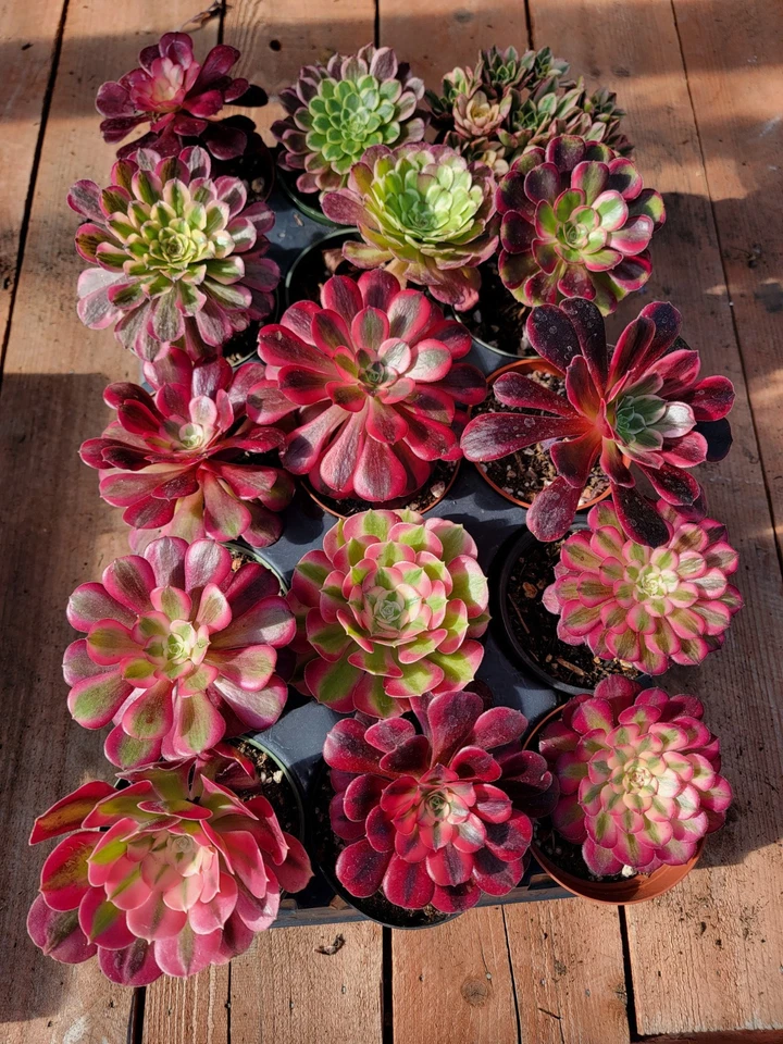 1 tray 15 pots 4inch mixed imported aeonium. - Image 4 of 4