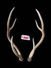 One, ( 1 ) Taxidermy Pair Huge Typical Axis Deer matched Set of Shed Antlers