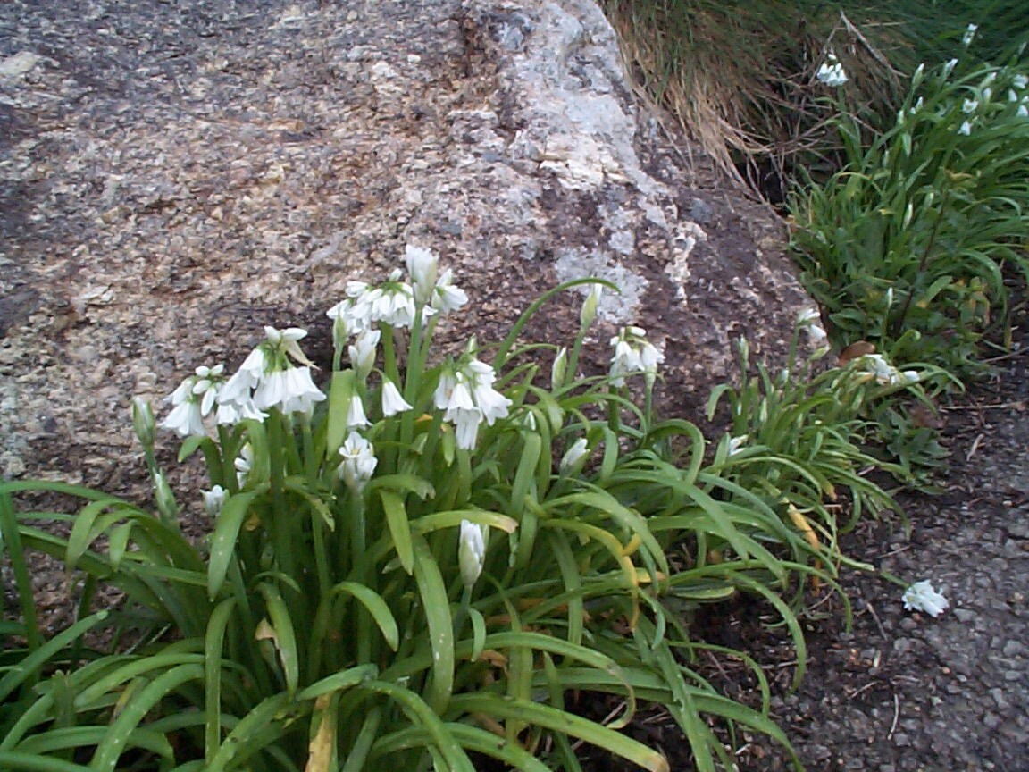 12 THREE CORNERED LEEKS Plants, Allium triquetrum, in the Green eBay