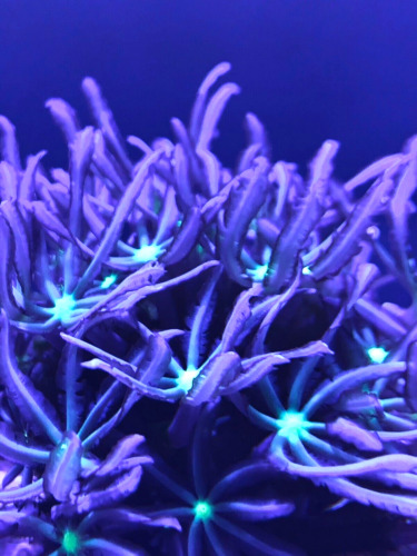 WYSIWYG Live Coral Aquacultured Encrusting Anthelia Glove Coral Polyp Frag