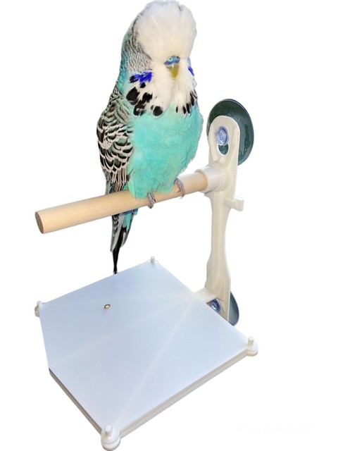 wooden perches for bird cages