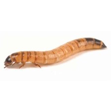 Freeze Dried Superworms 250 Count Reptile Bird Fish Treat NutriCricket