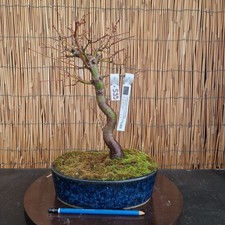 Bonsai di Acero Yamamomiji h 39cm Visita il mio negozio!