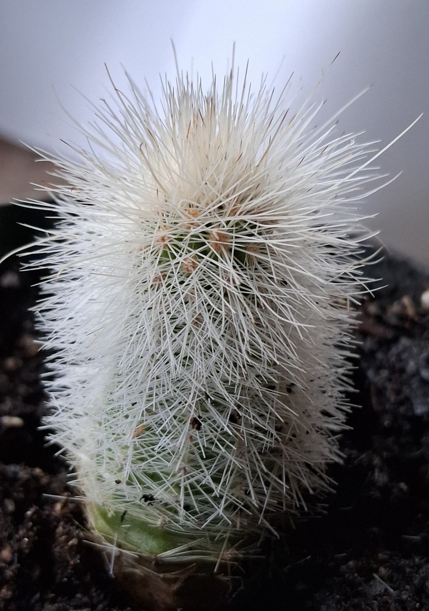 Echinocereus Nivosus - Striking Cactus Prized by Collectors | eBay