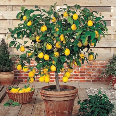 30 Perfume Lemon Seeds - Grow Your Own Delicious Fruit-Bearing Bonsai Tree  | eBay