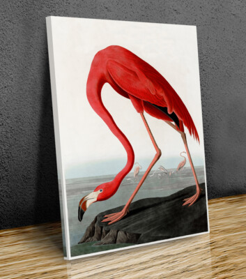 John James Audubon American Flamingo Leinwanddruck Kunst Wand gerahmt oder nur gedruckt