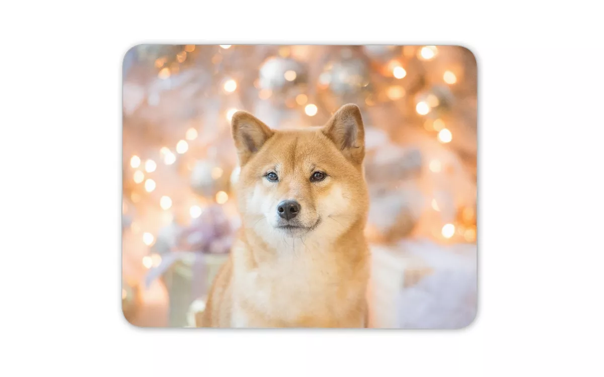 Fluffy shiba inu puppy 2025