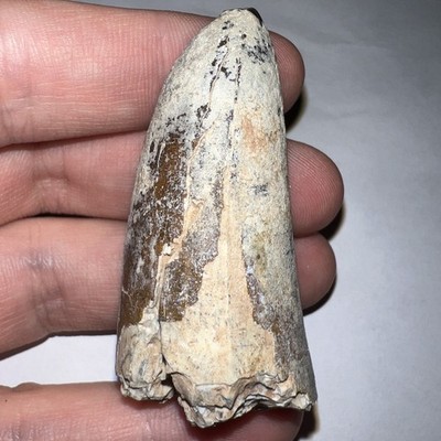 HUGE SARCOSUCHUS SUPERCROC Fossil Tooth Dinosaur Eating Monster Crocodile 2+ IN