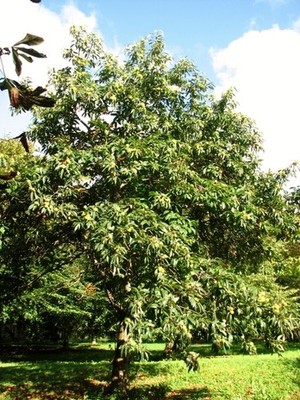 Foto 6x4 Edelkastanie (Castanea sativa) Swardeston The sweet chestnut c2017