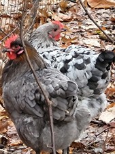 BBS Maran Hatching Eggs 8 