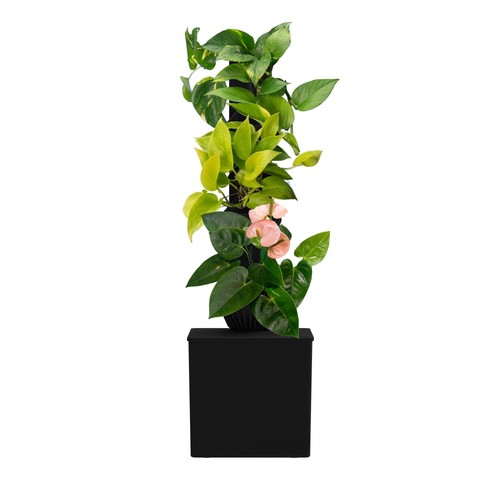 Tevatower Mini Smart SelfWatering Indoor Garden System  3Tier 4Inch Planter P...