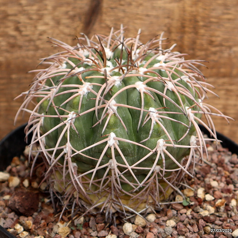 A7139 GYMNOCALYCIUM SPEGAZZINII pot18-H11-W11 cm MaMa Cactus | eBay