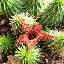 1 Talea senza Radici Huernia Pillansii,fiore in foto web
