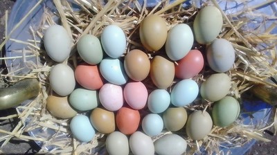 10 Bruteier Hühnereier Easter Egger Buntleger Ameraucana Mixe Bunte Eier Ostern