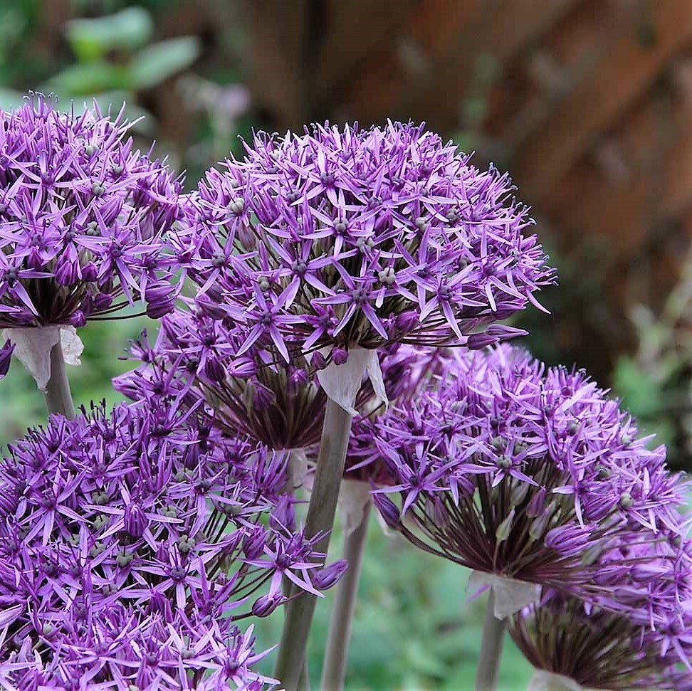 Lot 16j Allium Stipitatum Mixed x 10 Flower Bulb Mix of The ‘Stipitatum
