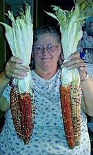 Large Indian Corn- 50 Seeds GREAT COLORS Comb S/H