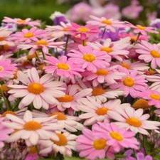 Argyranthemum Lolly Plug Plants Marguerite Daisy Flowers Pot Patio Bed Pack of 3