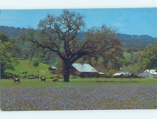 Pre-1980 FARM SCENE Napa County - Near Santa Rosa California CA j/05 AD3118
