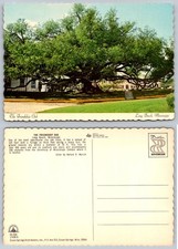Friendship Oak Long Beach MS Vintage Postcard University of Mississippi Campus