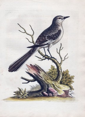 Tropical Mockingbird America Spottdrossel bird Kupferstich etching Edwards 1743