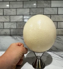 *EMPTY* Ostritch Egg