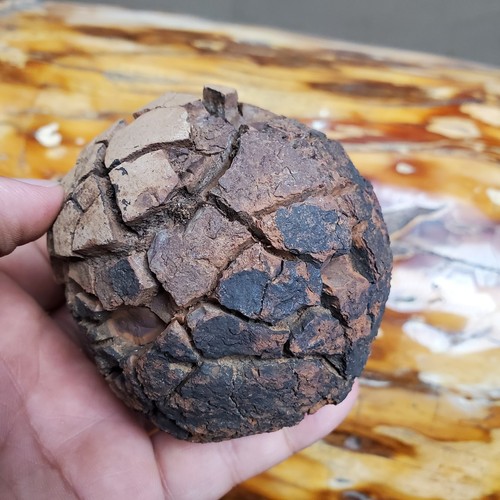 587 G Septarium Dragon Stone Septarian like Brain Crystal Rough Mineral Specimen - Picture 5 of 10