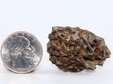 Tyrannosaurus rex T Rex Trabecular Fossil Hell Creek South Dakota SD COA 6687