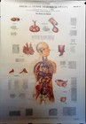 Max Brodel Collection American Frohse Antique Anatomical illustrations — photo 6
