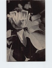 Postcard Tulip Tree The Morton Arboretum Lisle Illinois USA