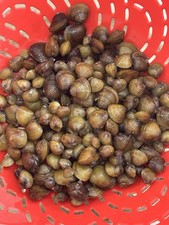 25 Live Freshwater Clams: Perfect For Aquariums And Ponds