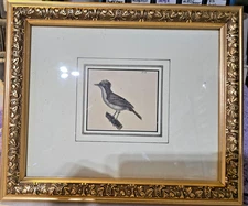 Bird Litho Print Tyrant Flycatcher - Audubon Antique -PL-66