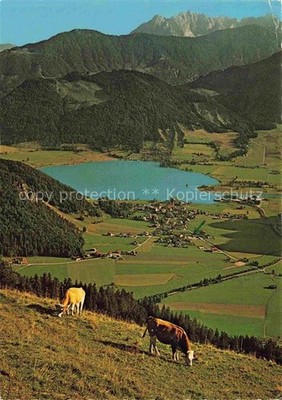 Walchsee Tyrol AT Walchsee Lake Alpine resort Wilder-Kaiser cows pasture mountain panorama