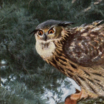 Eagle Owl  In a Dense Conifer Forest 1911 Antique Zoological Chromolithograph