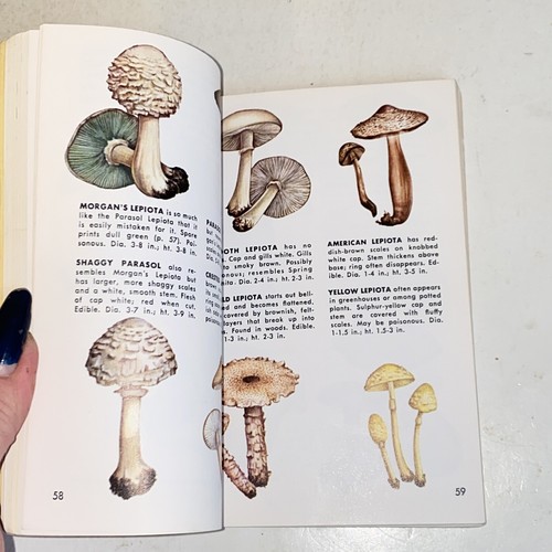 1967 Non-Flowering Plants A Golden Nature Guide Mushrooms Ferns Mosses - Picture 9 of 17