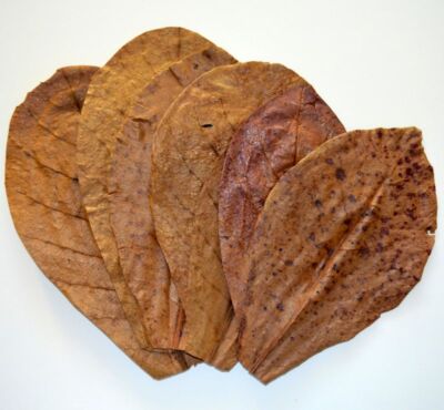 50g Dry Leaves Catappa  Ketapang Indian Almond Fish Shrimp Aquarium water health